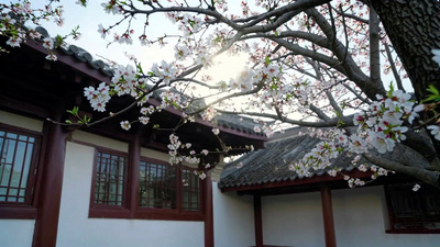中式瓦顶白色桃花花盛开视频