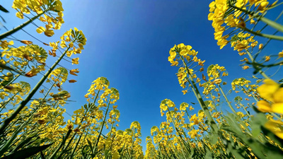 春天盛开仰视油菜花蓝天视频