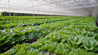 大棚温室农业蔬菜种植素材素材