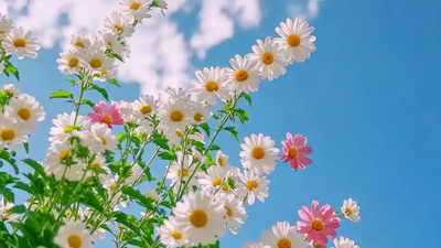 春天实拍视频素材4k花朵雏菊植物花卉春天自然风景视频