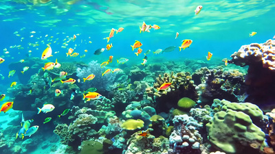 大海实拍视频素材大海海洋海底世界珊瑚视频生物栖息地实拍素材