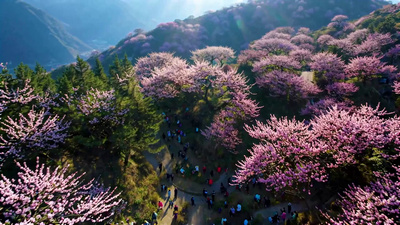 航拍南京梅花山梅花春游