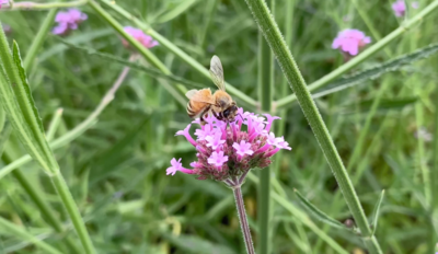 蜜蜂采蜜特写春天万物生长花朵花开实拍视频素材