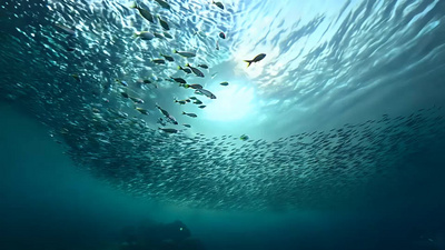 大海海洋海鱼海底鱼群视频实拍素材