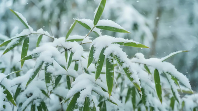 实拍冬天冬至时分白雪覆盖的竹叶雪景视频实拍视频素材