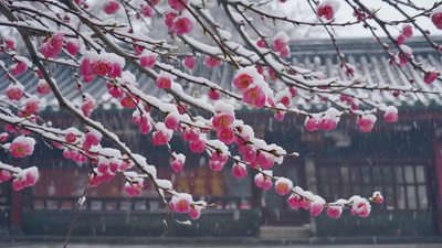 冬天实拍视频素材冬季下雪白雪雪花梅花视频实拍视频素材