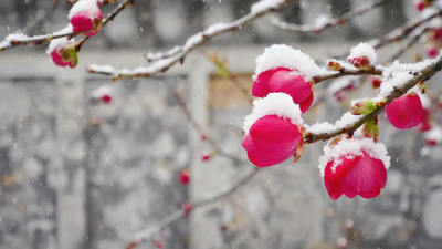 冬季下雪雪花梅花视频红色实拍素材