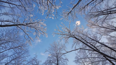 冬季森林雪景仰视视角视频