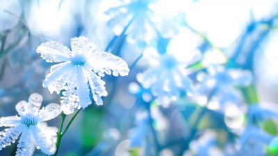 霜花冰霜雪花冬季风雪视频实拍视频素材