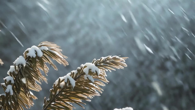 冬季秋冬下雪白雪冬天视频视频实拍