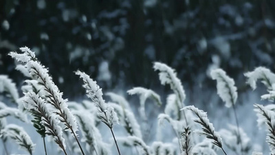 实拍视频素材枯草冬季下雪白雪冬天视频视频