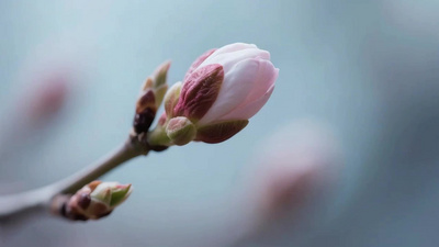 春天实拍视频素材春暖花开延时摄影视频素材