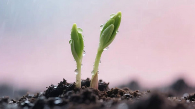 种子发芽生长过程嫩绿幼苗破土而出