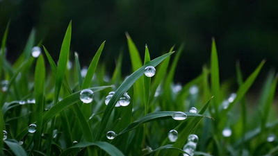 青草下雨立春雨滴露水视频视频实拍