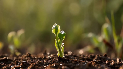 嫩苗发芽水滴菜芽土地视频实拍素材