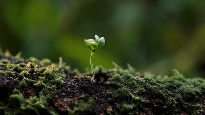 嫩苗发芽菜芽土地视频雨水实拍素材