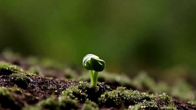 嫩苗发芽雨水菜芽土地视频视频实拍