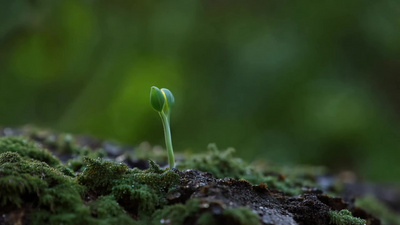 嫩苗发芽菜芽土地视频春雨视频实拍