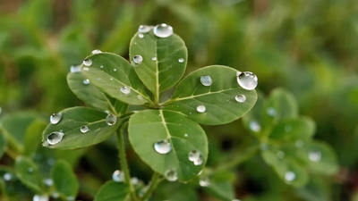 植物小草露珠水滴视频春日实拍素材