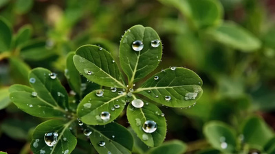 植物小草春日露珠水滴视频实拍视频素材