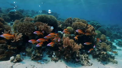 海底珊瑚鱼群大海生物视频实拍素材