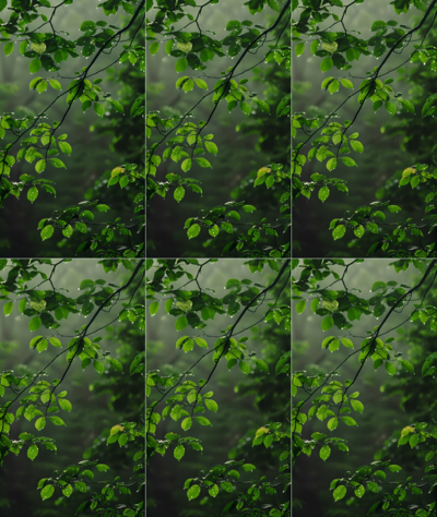 唯美雨季中的树叶下雨天雨水树叶竖屏