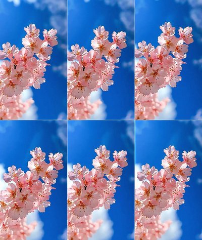 樱花实拍视频素材4k春天植物风景樱花自然风景视频实拍