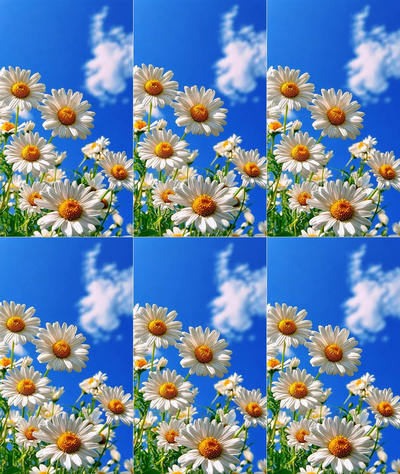 春天实拍视频素材4k春天春季菊花花自然风景视频