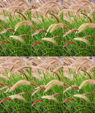 竖屏实拍春天鲜花植物春色视频实拍