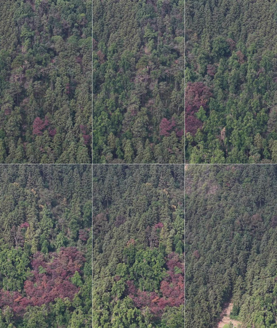 竖屏航拍秋天森林枯黄植物树枝树叶航拍视频实拍