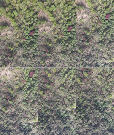 竖屏航拍秋天森林枯黄植物树枝树叶航拍视频实拍