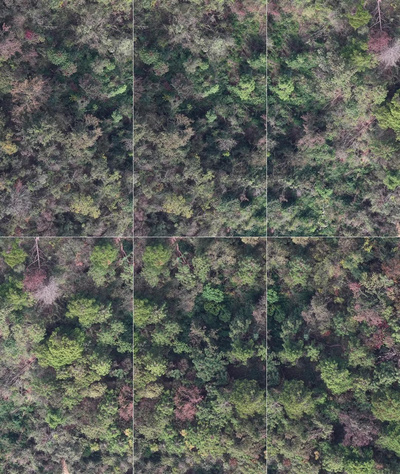 森林实拍视频素材竖屏航拍秋天森林枯黄植物树枝树叶航拍视频实拍