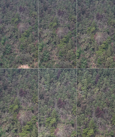 竖屏航拍秋天森林枯黄植物树枝树叶航拍视频实拍