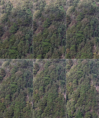 竖屏航拍秋天森林枯黄植物树枝树叶航拍视频实拍