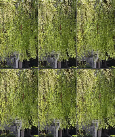 竖屏航拍春天柳树柳枝升格慢动作实拍实拍视频素材