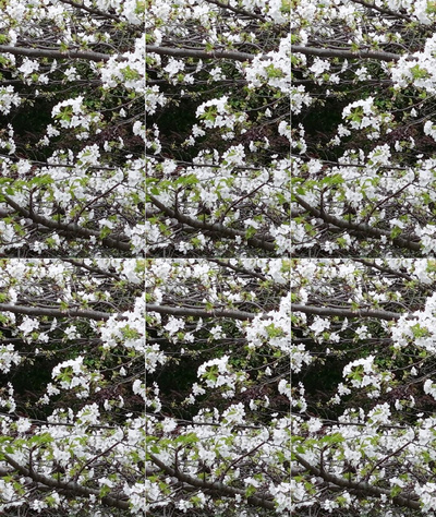 樱花实拍视频素材竖屏航拍春天樱花盛开升格慢动作实拍视频实拍