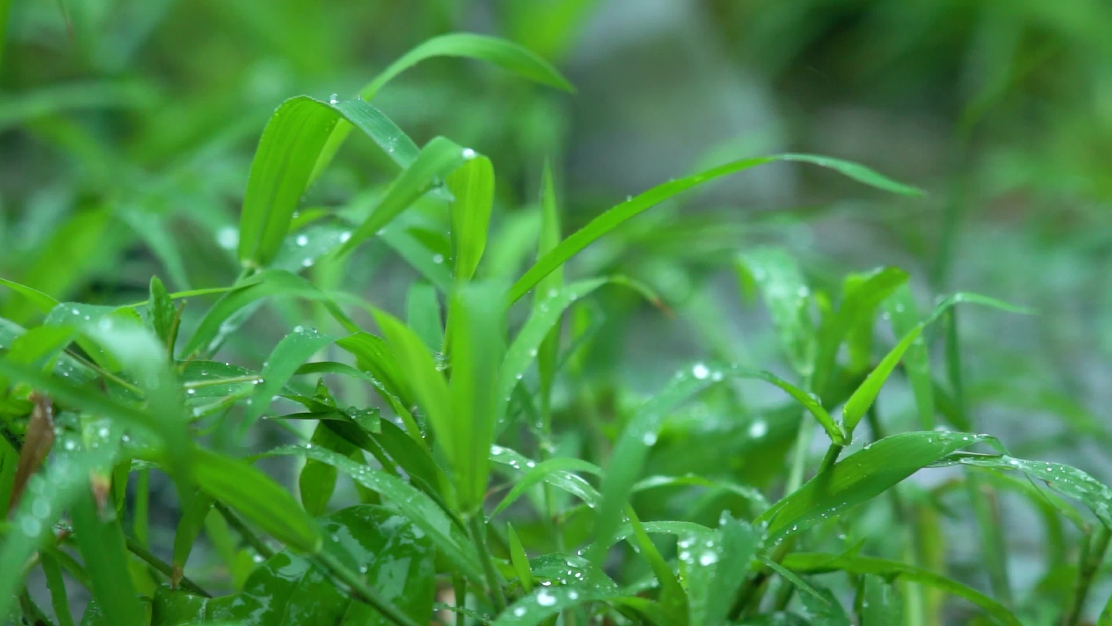 4k初夏雨天雨水拍打小草空镜实拍视频视频特效素材