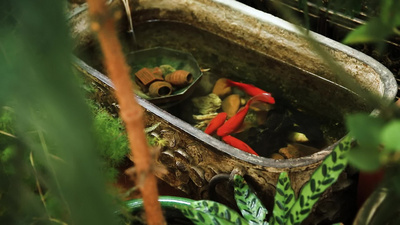 锦鲤鲤鱼鱼养植水生植物动物眼睛淡水鱼金鱼