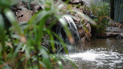 苏州园林江南烟雨园艺海棠树花锦鲤景观