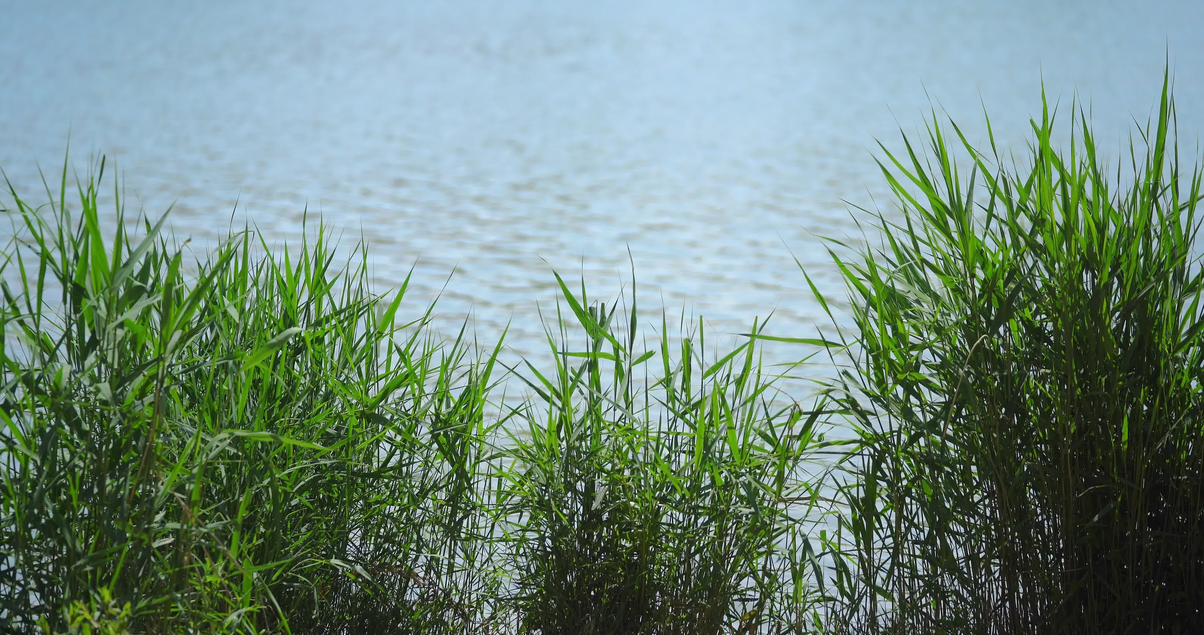 湖边的芦苇丛植物宁静安逸惬意氛围感视频特效素材