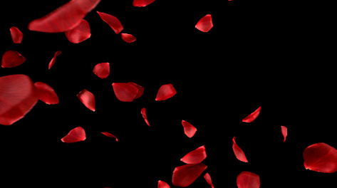 红色玫瑰花瓣飘散ae模板