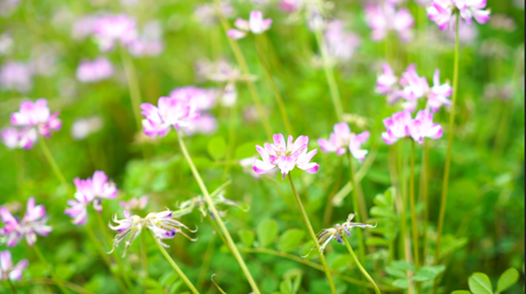1080p风吹小花自然实拍视频