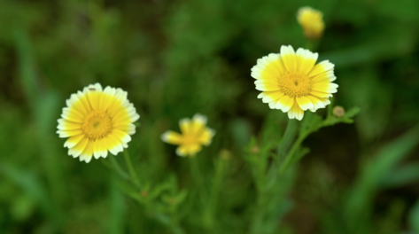 1080p风吹过田野里的小花