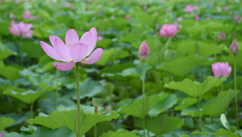 1080P60帧夏日荷塘粉白色荷花