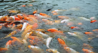 1080P池塘鲤鱼抢食浮出水面