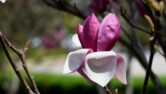 1080p60帧单朵粉白色玉兰花特写