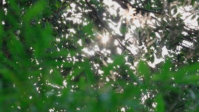 4K超高清实拍朦胧梦幻阳光树荫