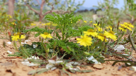 白色小花绿叶底纹花瓣落下漂浮视频动态素材带通道mov