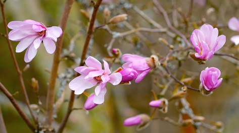 4k实拍清新风吹窗帘小花唯美意境镜头