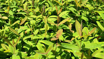 1080p实拍夏日阳光下的嫩树牙